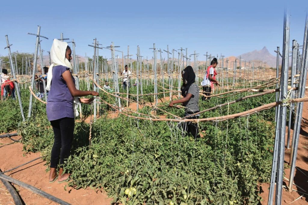 Estudiantes en clase de agricultura al aire libre en Eritrea.