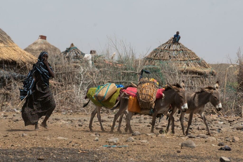 A woman drives donkeys to transport water in the drought-stricken district of Higlo Kebele, Ethiopia.
